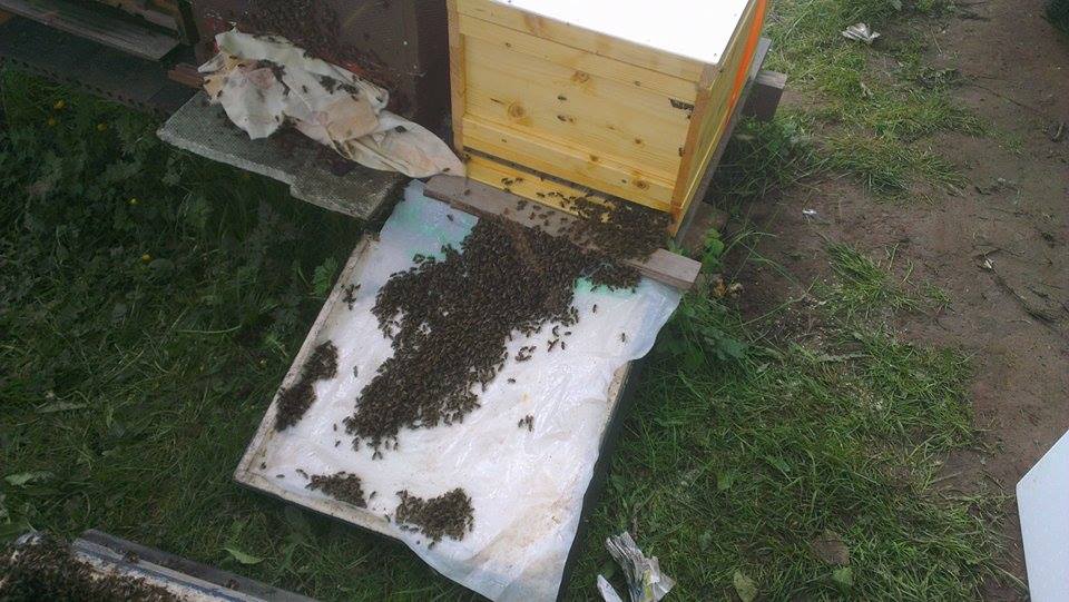 K640_Meine  Bienen #2.JPG