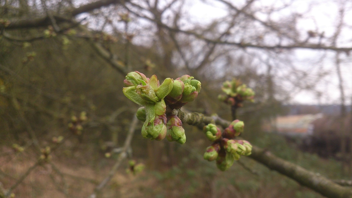 Kirschblüte.jpg